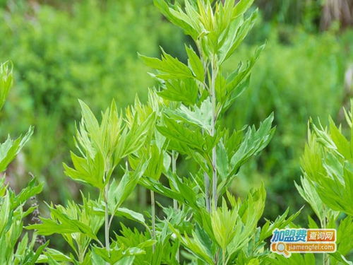 蘄艾堂艾灸館加盟費用解析及投資概覽